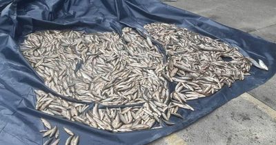 Thousands of fish found dead in Donegal river after member of public phones hotline