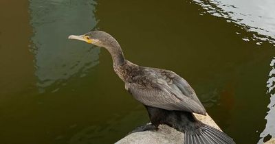 'I've learned so much from the bird who's moved in next door to me'