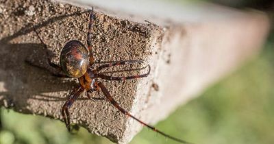 How dangerous are the little spiders in Irish homes? New study tells where to find them and if you need worry