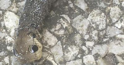 Bizarre creature with 'snake's head' spotted in garden