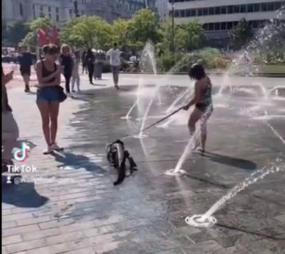 Emotional support alligator spotted walking in Philadelphia park