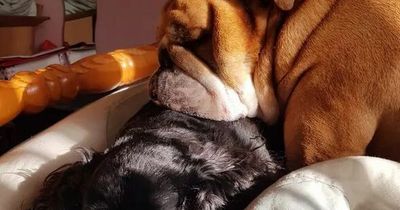 Heartwarming moment injured dog is reunited with his bulldog 'brother' after hit-and-run