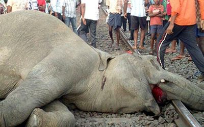 Central team visits Odisha in wake of sudden rise in elephant deaths