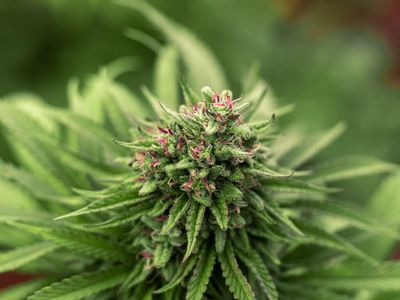 Tracking U.S. Cannabis Capital Raises by Region & Industry Sector