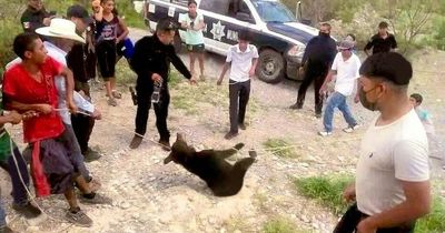 Moment thugs tie up, torture and kill endangered bear cub while cops laugh on