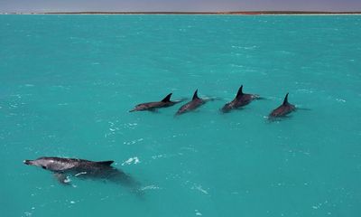 Male dolphins form lifelong bonds that help them find mates, research finds