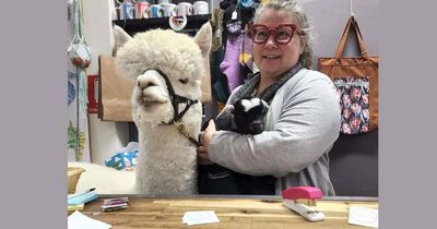 An alpaca and baby goat walked into The Markets Wanniassa ...