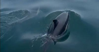 Stunning footage shows pod of dolphins swimming close enough to touch next to boat