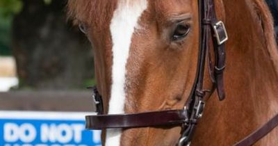 Met Police heartbreak as 'impeccable' police horse suddenly dies at Notting Hill Carnival