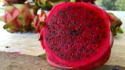Dragon fruit industry needs growers to bring more produce to supermarket shelves
