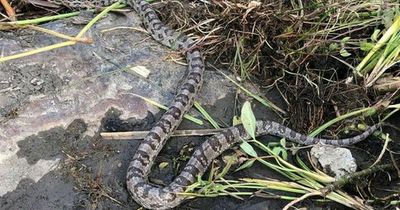 Resident alarmed after large metre-long 'foreign' snake spotted slithering in garden