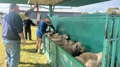 Sheep-handling equipment designed to make life easier for farmers with worker shortages