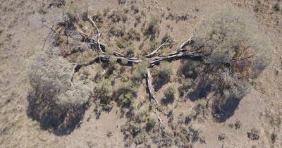 Wattle arise for the Hunter's threatened trees