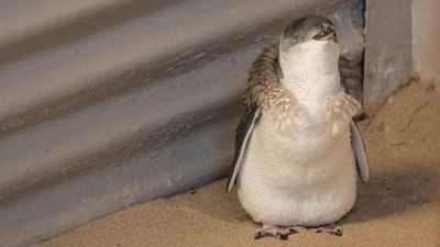 Rockingham community celebrates protections for penguin colony