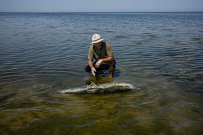 Black Sea dolphins casualties of Russia's war in Ukraine