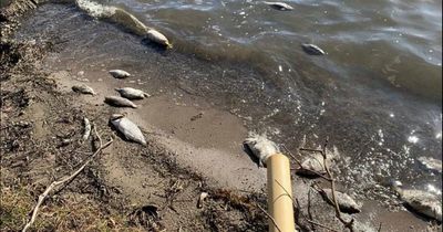 Lake Macquarie fish kill: phenomenon's likely cause revealed