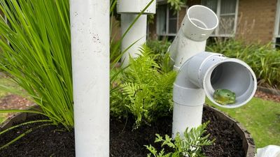 Backyard 'frog hotels' hoped to help species recover from East Gippsland bushfires