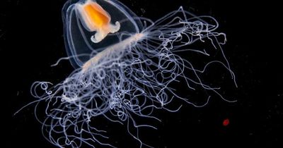Scientists find clues to what makes jellyfish 'immortal' as they unlock genetic code