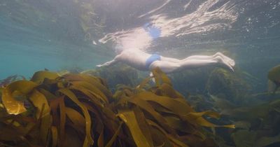 Devon and Cornwall Kelp forest to be dedicated to the Queen for her Platinum Jubilee