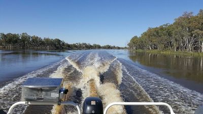 Murray River business owners worry flood warning could dry up summer trading