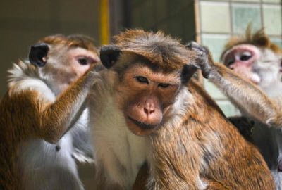 Monkeys in Bali use stone tools for masturbation: study