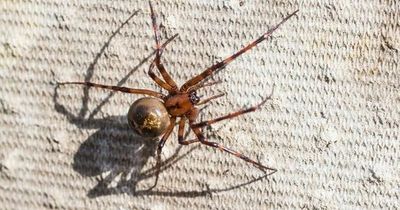 False widow spider invasion expected as higher numbers breed after hot summer