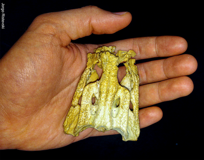 Study sheds light on evolution of ‘cutest’ Australian crocodile species weighing just 2kg
