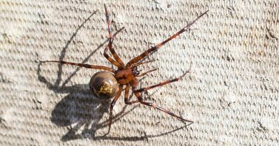 False widow spider warning as UK's 'most venomous' species could invade after heatwaves