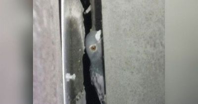 Fury as pigeons trapped in M53 bridge after structural work