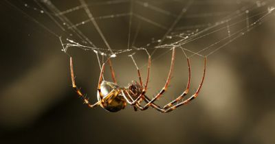 Irish baby rushed to hospital after being bitten multiple times by false widow spider as mother finds insect behind ear