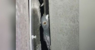 Fury as pigeons trapped in motorway bridge after complaints of 'excessive excrement'