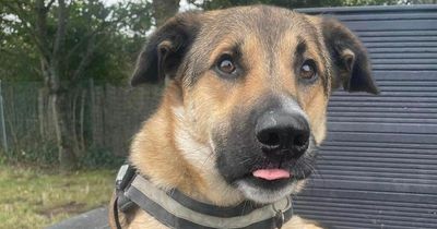 Lonely dog spends 600 days in kennels waiting for somebody to love him