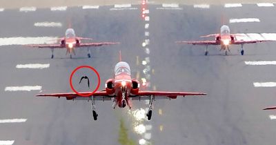 Red Arrows appeared to have near-miss just before bird strike forced emergency landing