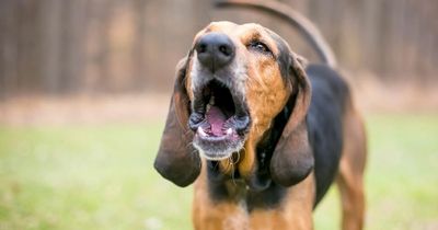 Neighbour's vicious letter threatening to 'kill' dog lands on wrong doorstep