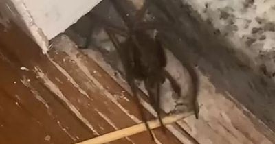 Man terrified after discovering 'Britain's biggest spider' lurking in his house