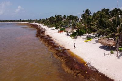 On Mexico's Caribbean coast, mountains of seaweed grow