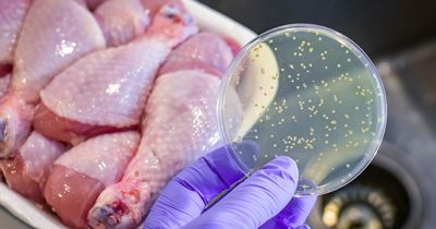 Deadly salmonella warning over bacteria that can kill by infecting the blood