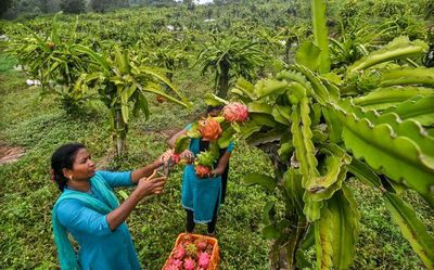 Dragon fruit: a super-fruit in the Eastern Ghats near Visakhapatnam