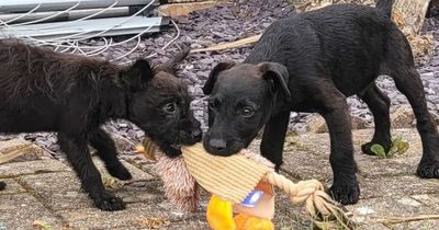 Two tiny puppies left to die on top of Valleys mountain