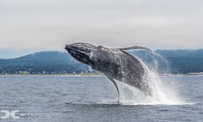Beloved humpback whale killed by ship strike off California