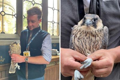 University staff rescue Peregrine Falcon chick trapped at historic tower