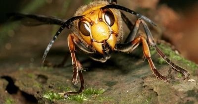 Pest expert details four hornet repellents ahead of predicted rise this autumn