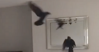 Irish woman horrified after husband captures two crows as 'birthday surprise'