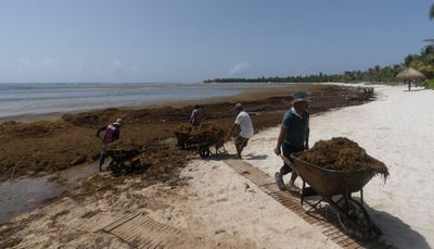 On Mexico’s Caribbean coast, mountains of sargassum seaweed raise a growing stink