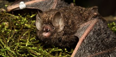 This spider-eating, nest-sharing bat was once safe from fire – until the Black Summer burnt its rainforests