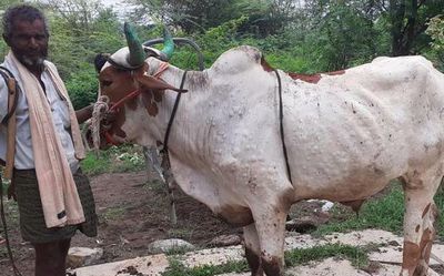 Western U.P. farmers hapless as cows die of Lumpy Skin Disease