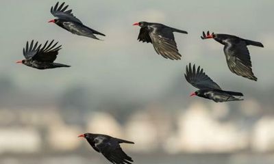 Country diary: The choughs patrol the cliffs, cawing at everything