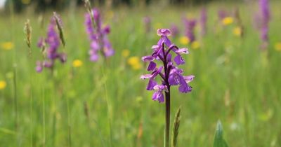 Rare orchid returns to Druridge Bay despite public thefts of high value wildflowers