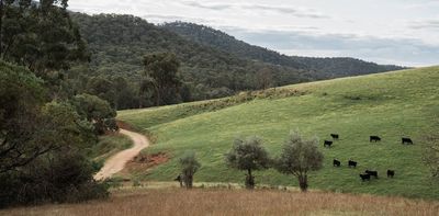 Labor's biodiversity market scheme needs to be planned well – or it could lead to greenwashing