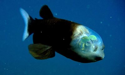 Discovered in the deep: the incredible fish with a transparent head